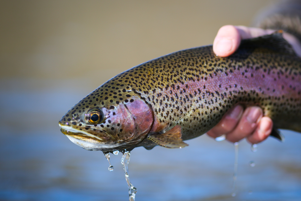 Rainbow Trout Habitat Map At Thomas Wilk Blog Rainbow Trout Habitat Map At Thomas Wilk Blog