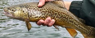 tiger trout