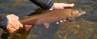 tips for catching trout