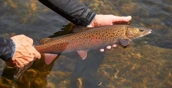 tips for catching trout