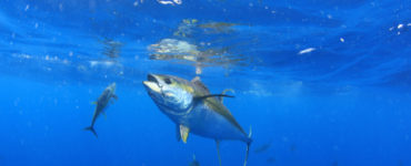 yellowfin tuna