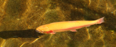 Palomino Trout
