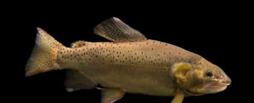 apache trout