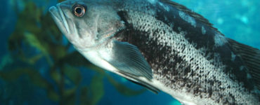 a black sea bass