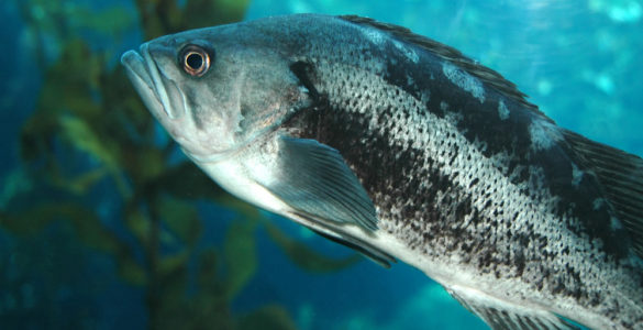 a black sea bass