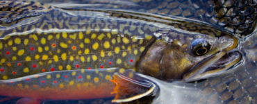 brook trout