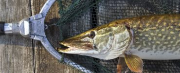 northern pike in a net