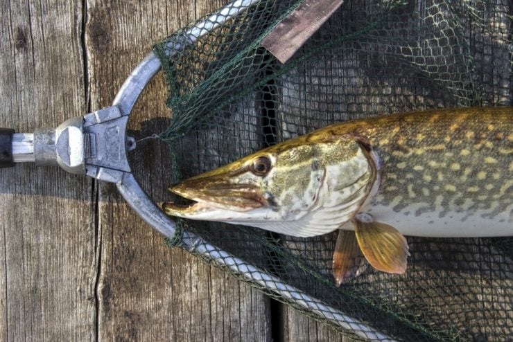 northern pike in a net