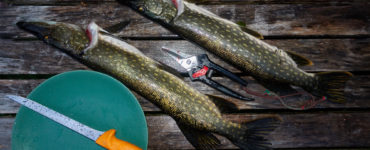 filleting northern pike