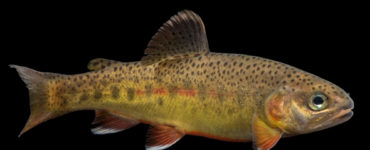 gila trout