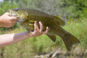 Can You Eat Smallmouth Bass? - Fishmasters