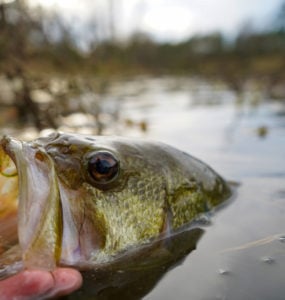 largemouth bass fishing near dayton ohio