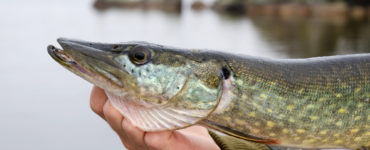 northen pike fish