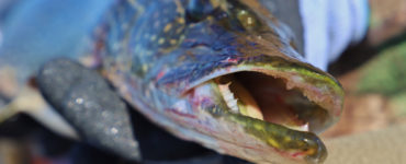 teeth in the mouth of a pike