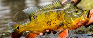 Peacock Bass