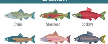types of salmon species