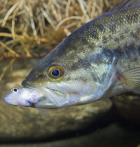 bass eating a minnow bait