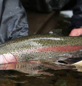 catching a rainbow trout