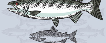 chinook salmon species