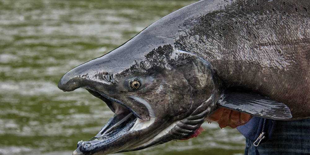 chinook salmon held by fisherman