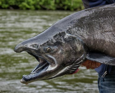 chinook salmon held by fisherman