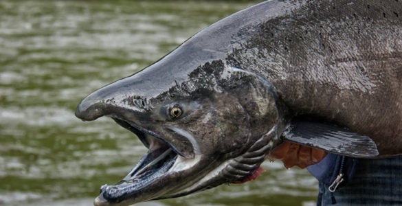 chinook salmon held by fisherman