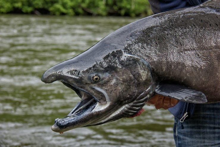 chinook salmon held by fisherman