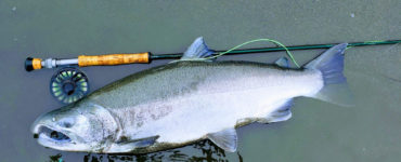 coho salmon caught with fly rod