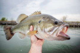 Can You Eat Bass? - Fishmasters