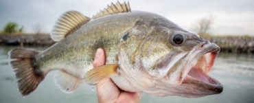 fisherman holding a largemouth bass