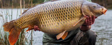 can you eat carp