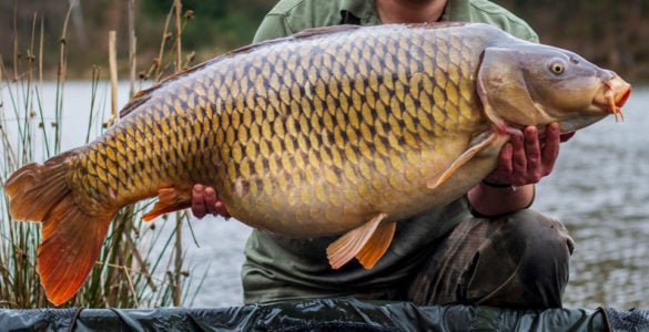 can you eat carp