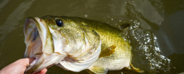 holding a largemouth bass