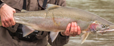 large steelhead