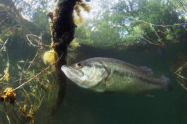 Can You Eat Bass? - Fishmasters