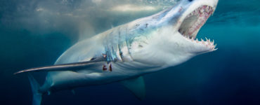 mako shark feeding