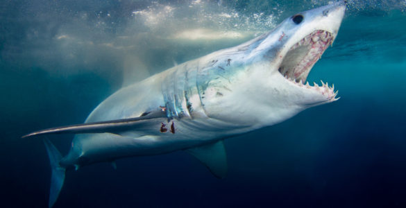 mako shark feeding