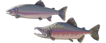 pink salmon