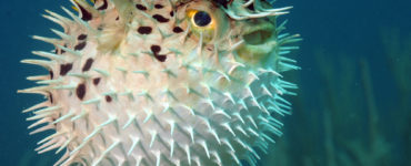 puffer fish