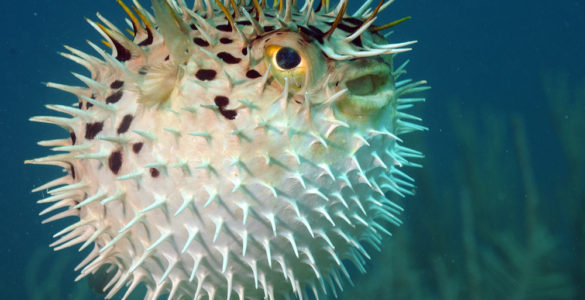 puffer fish
