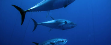 school of bluefin tuna
