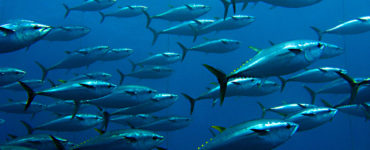 school of bluefin tuna feeding