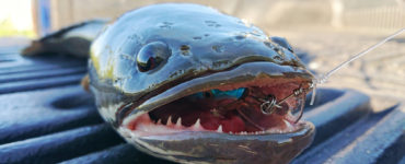 snakehead fish caught