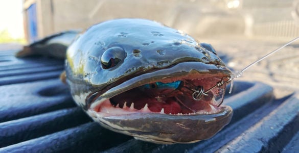 snakehead fish caught