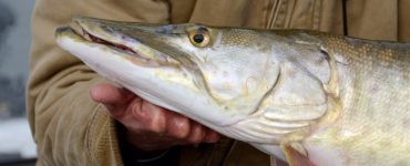 Eating Muskellunge
