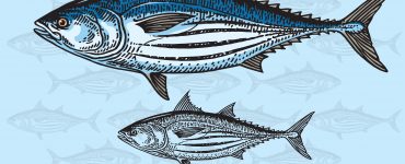 Skipjack Tuna