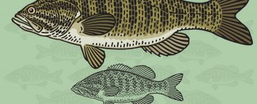 Smallmouth Bass