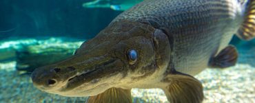 alligator gar
