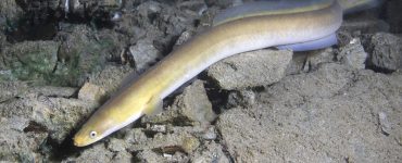 american eel