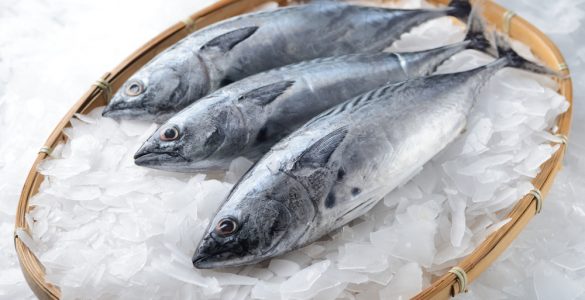 atlantic bonito